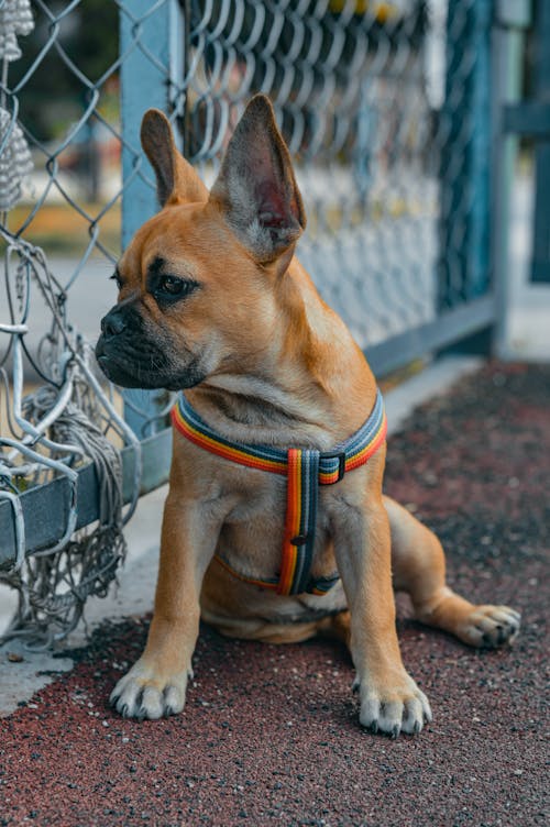 Kostenloses Stock Foto zu bezaubernd, boden, französische bulldogge