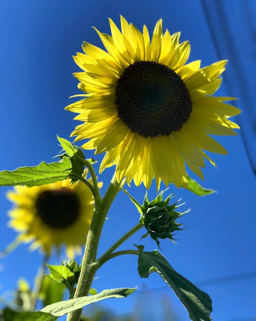 Free Selective Focus Photography of Sunflower Stock Photo