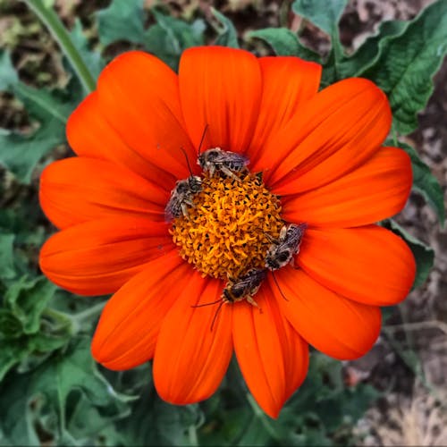 Δωρεάν στοκ φωτογραφιών με λουλούδι, λουλούδια, μέλισσα