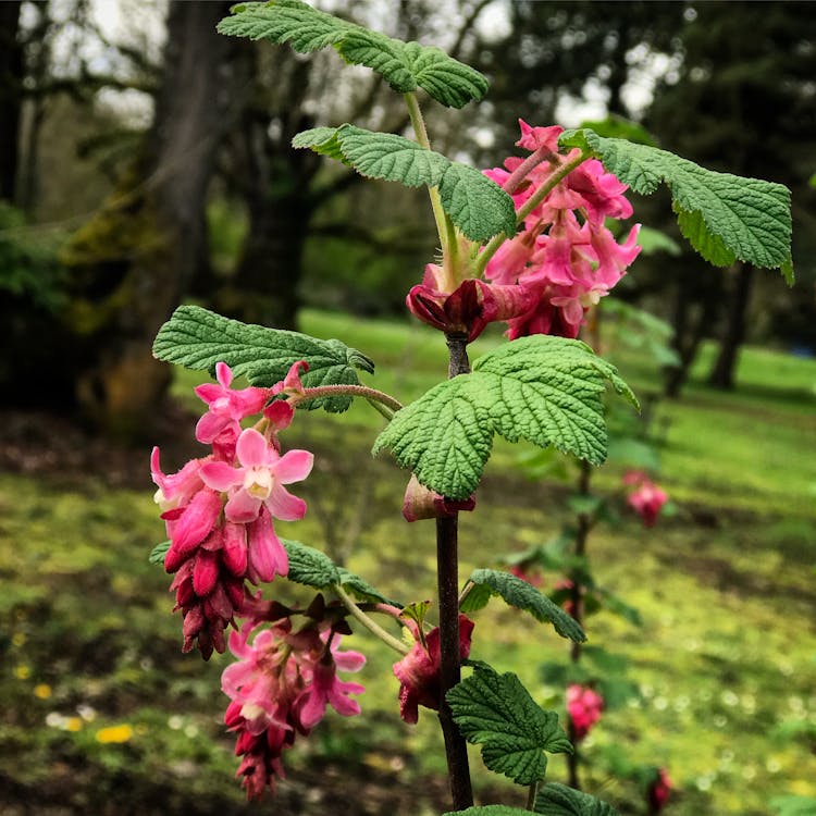 Free stock photo of flower, flowers