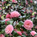 户外盛开的美丽粉红色山茶花，叶子翠绿