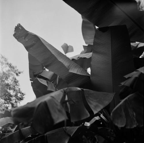 Grayscale Photo of a Banana Leaves