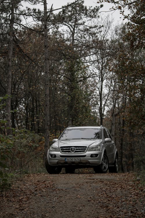 Immagine gratuita di alberi, auto, auto di lusso