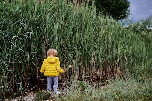 Gratis lagerfoto af barn, gul frakke, højt græs