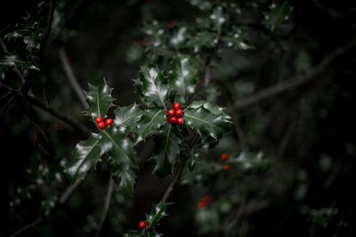 Berries on Leaves