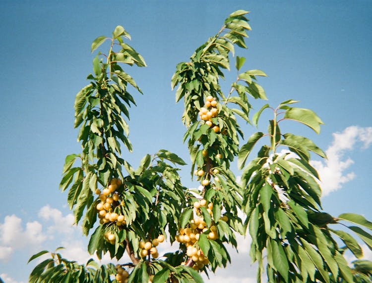 Close Up Of Fruit Tree