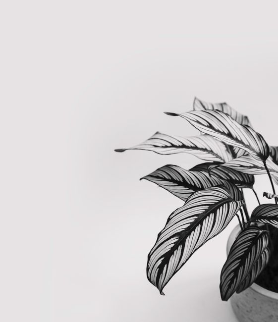 Black and white photo of a houseplant with detailed leaves against a white backdrop.