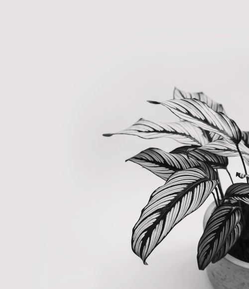 Free Black and white photo of a houseplant with detailed leaves against a white backdrop. Stock Photo
