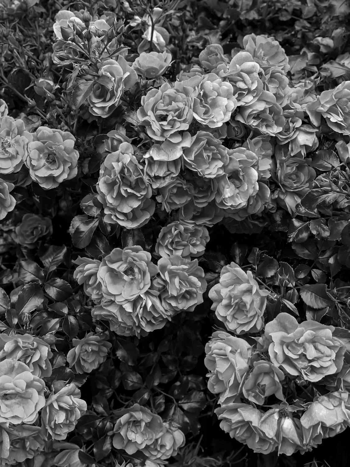 Grayscale Photo of Flowers · Free Stock Photo