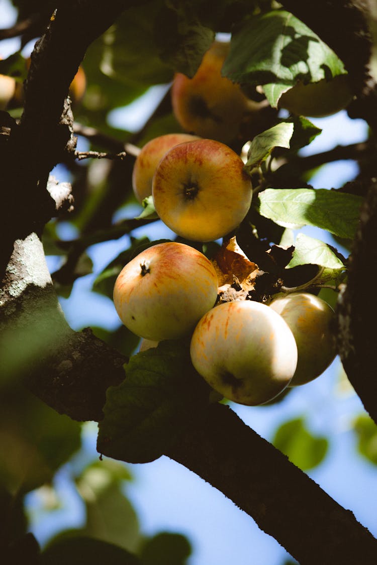 Apples Hanging On The Tree