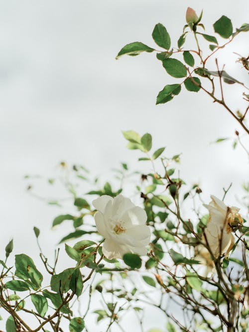 Close up on Flowers