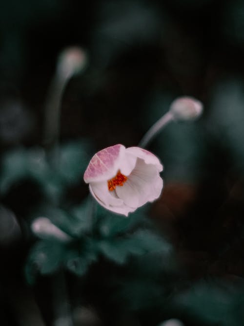 Close up on Pink Flower