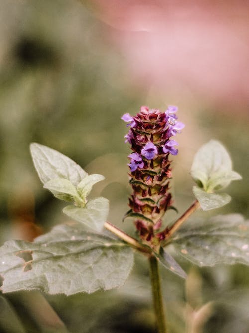 Fotobanka s bezplatnými fotkami na tému kvet, príroda, purpurový kvet