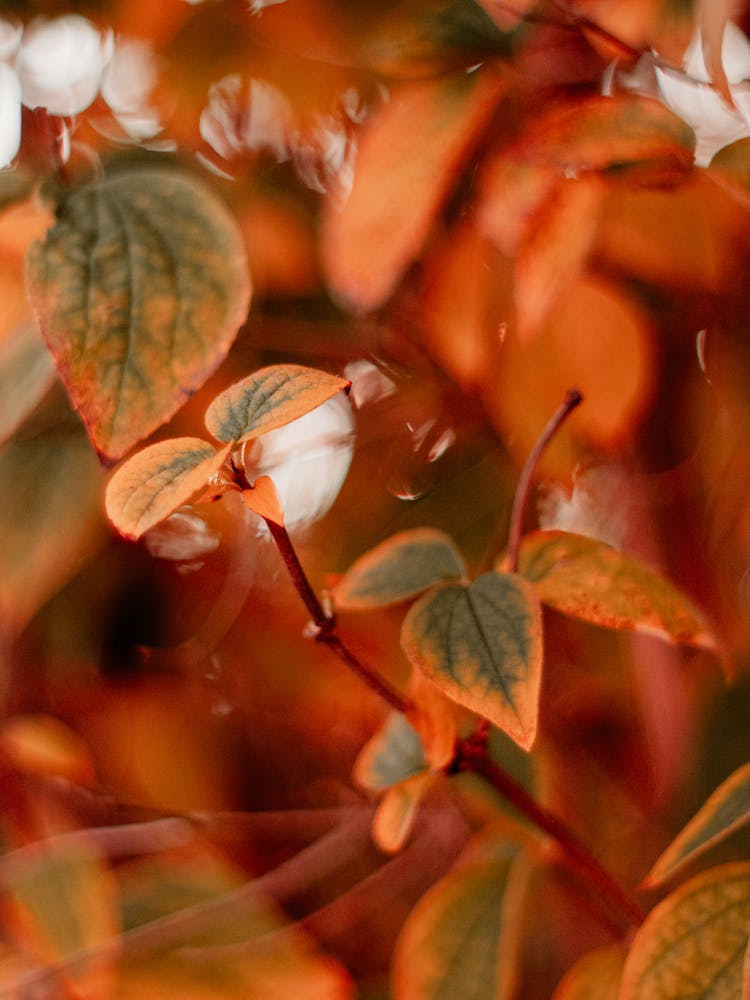 Photography Of Autumn Leafs