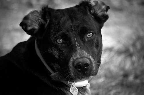 Grayscale Photo of a Dog