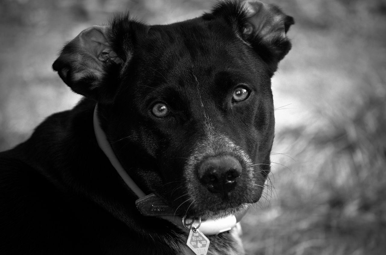black and white close up of a dog s face emphasizing its soulful eyes