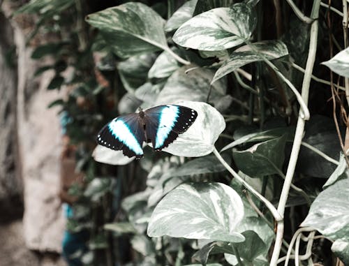 Free stock photo of beauty in nature, butterflies, butterfly Stock Photo