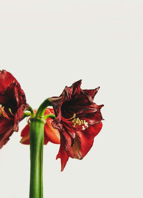 Free Close-up of a vibrant red Amaryllis flower against a white backdrop, showcasing natural beauty. Stock Photo