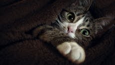 一只猫舒适地裹在毯子里，亮出它那双炯炯有神的绿眼睛