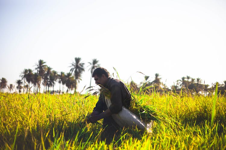 Man Harvesting Wheat 