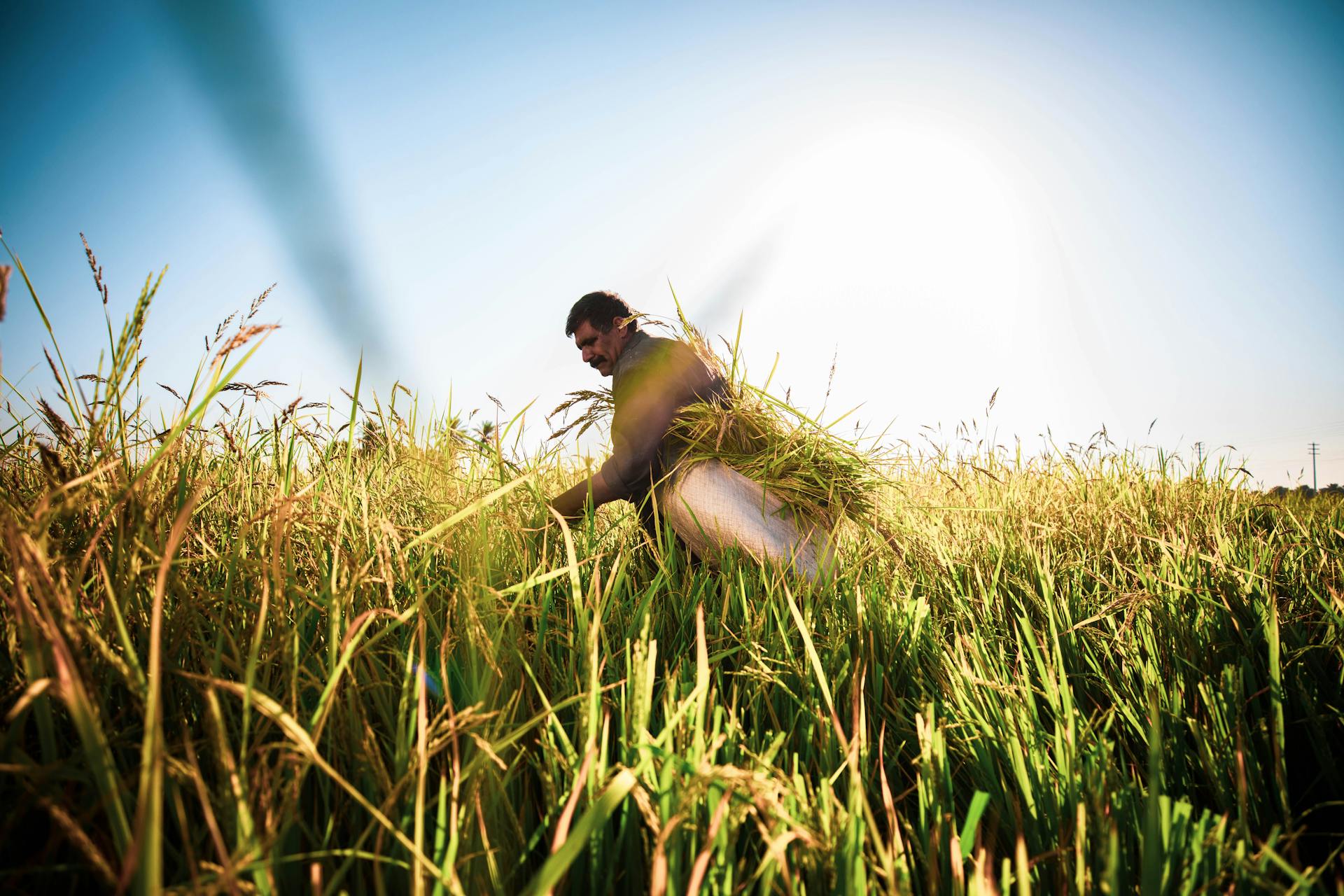 A farmer cutting rice plants in a sunlit field, showcasing agricultural labor.