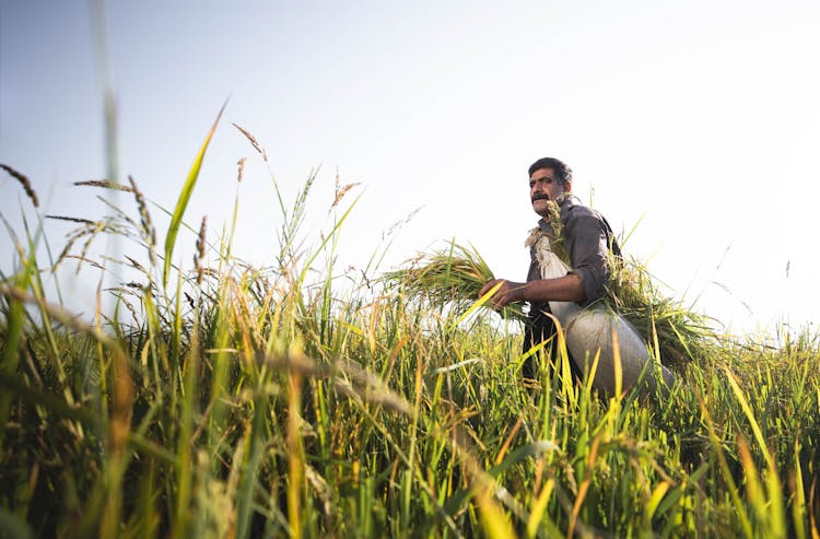 Farmer Working On Field