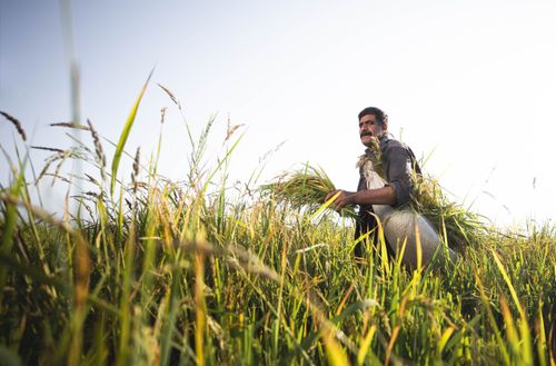 Free A farmer with a moustache harvesting crops in a sunlit rural field. Stock Photo