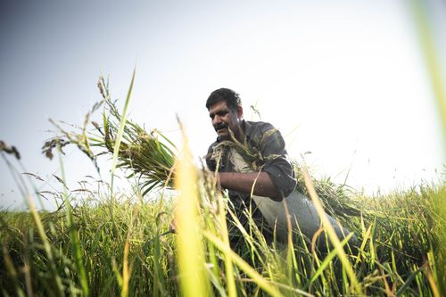 Free Senior farmer in a wheat field harvesting crops on a sunny day, showcasing traditional agriculture. Stock Photo