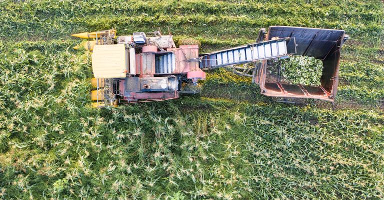 Oracle and Wild Bio team up to use AI for climate‑resilient crops