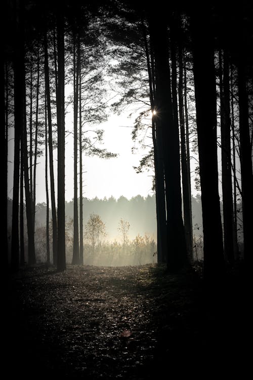 Silhouette of Trees on Forest