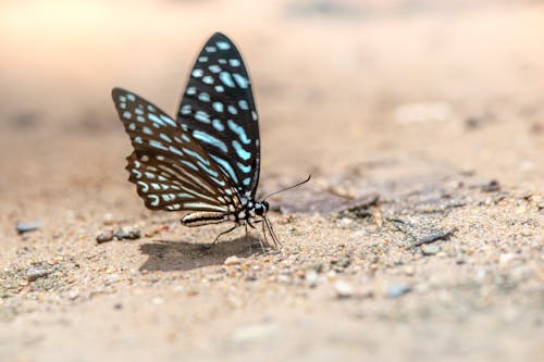 Blue Glassy Tiger Butterfly on a Floor