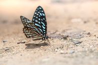 Blue Glassy Tiger Butterfly on a Floor