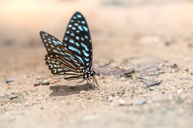 Blue Glassy Tiger Butterfly On A Floor