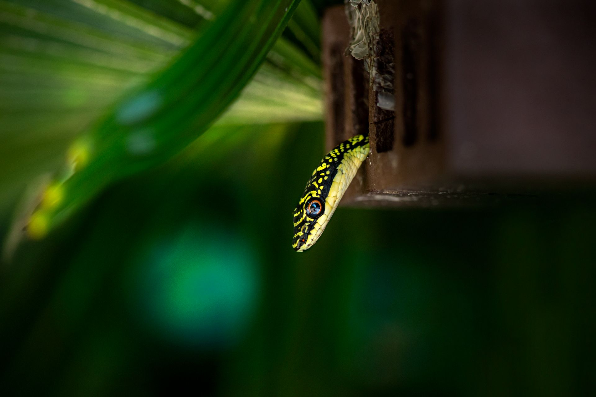 Golden Tree Snake in a Wooden Cage