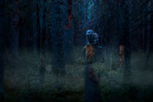 An Owl in the Forest