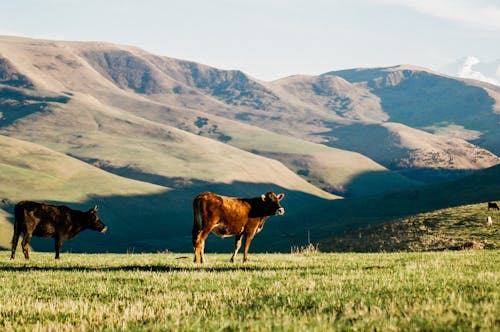 산, 소, 시골의 무료 스톡 사진