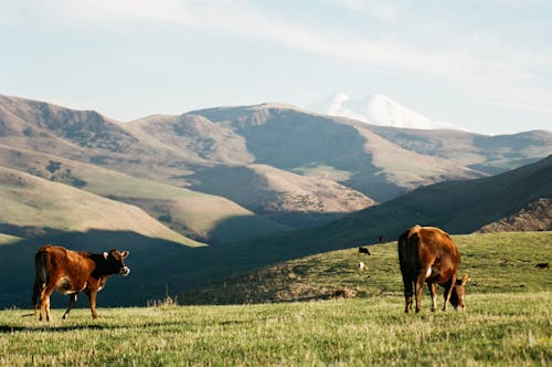 Δωρεάν στοκ φωτογραφιών με αγελάδα, βόδια, βουνά