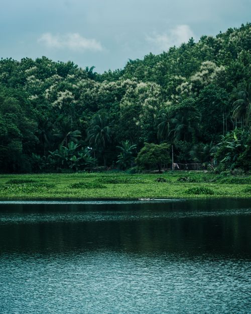 Free Scenic view of a vibrant green forest and serene river in Assam, India. Stock Photo