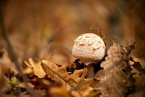 Mushroom on the Ground Surrounded by Dried Leaves
