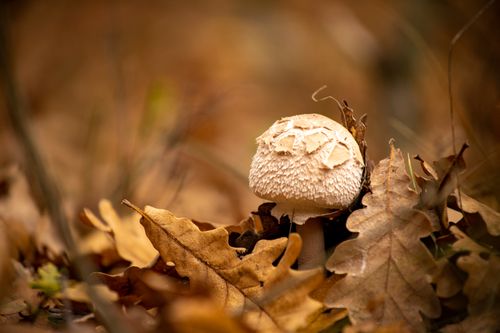 Free A detailed close-up of a mushroom surrounded by dried autumn leaves, creating a warm seasonal feel. Stock Photo
