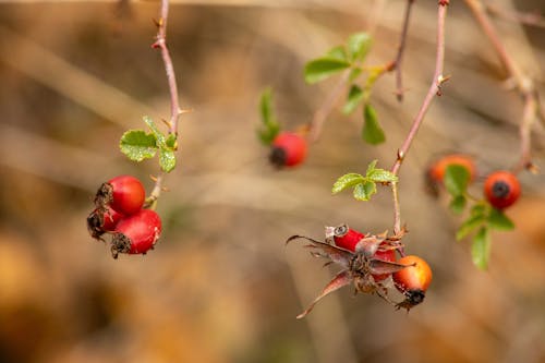 Kostenloses Stock Foto zu äste, beeren, frisch