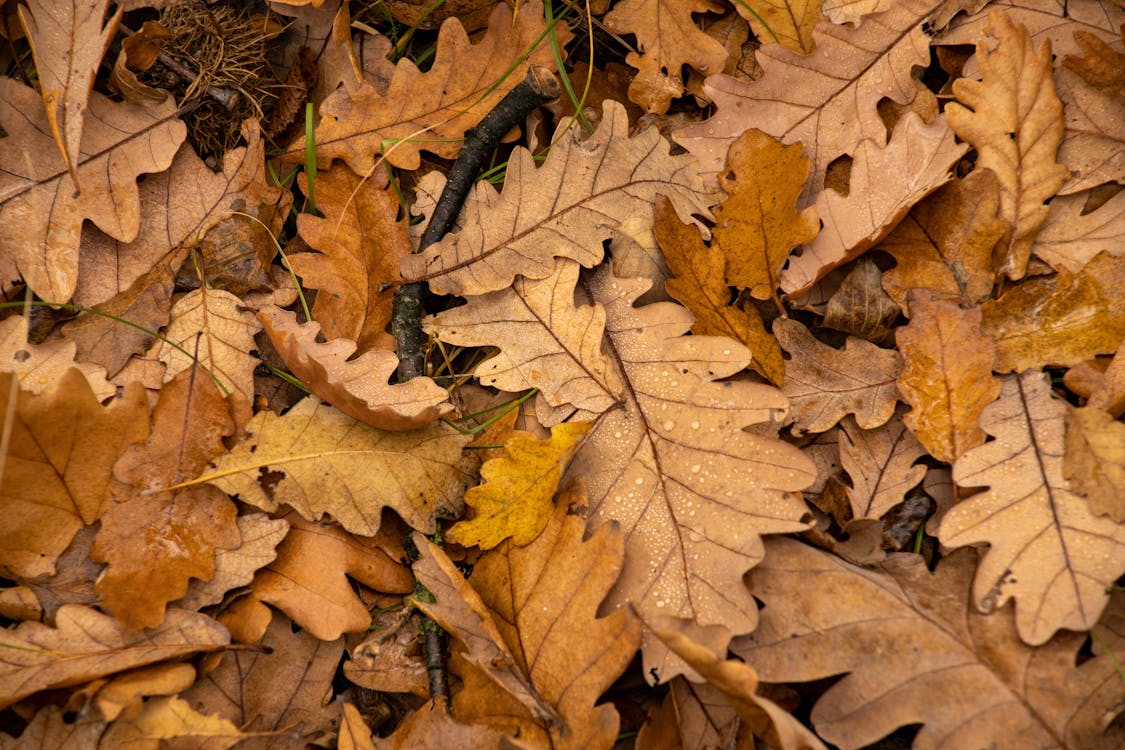 Brown Dried Leaves on Ground