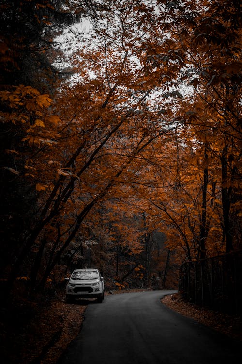 Foto profissional grátis de acostamento, árvores de outono, carro