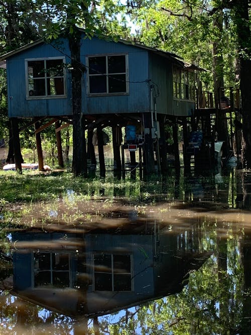 Water Under the House Near Trees 