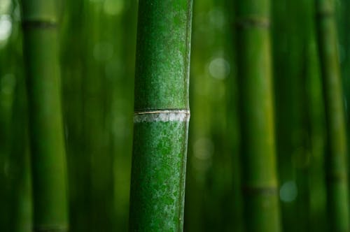 Ingyenes stockfotó bambuszfák, közelkép, makró témában Stockfotó
