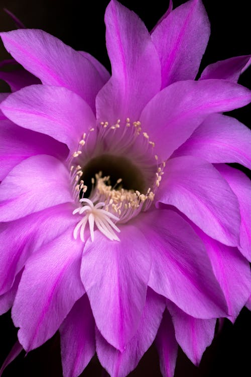 Základová fotografie zdarma na téma detail, fialová kytka, flóra