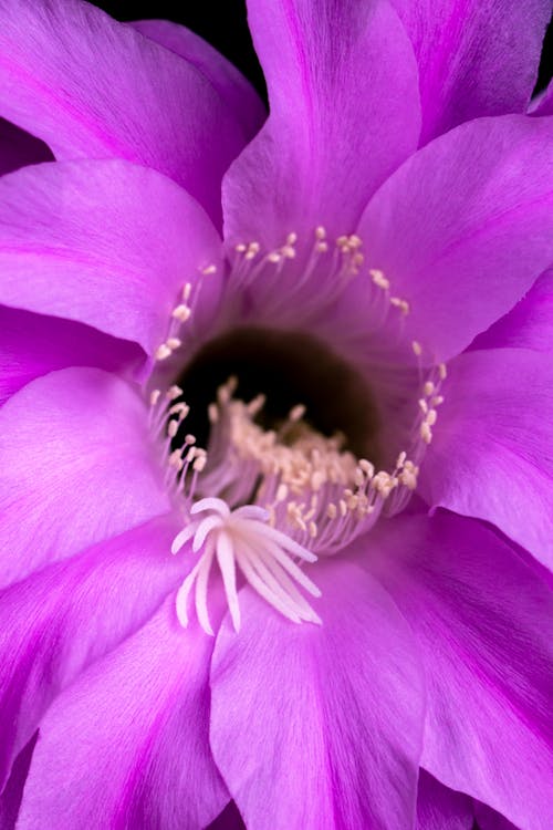 Free Close Up Photo of a Purple Flower Stock Photo