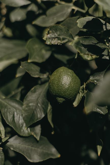 Detailed image of a green lime hanging on tree branches with lush foliage.