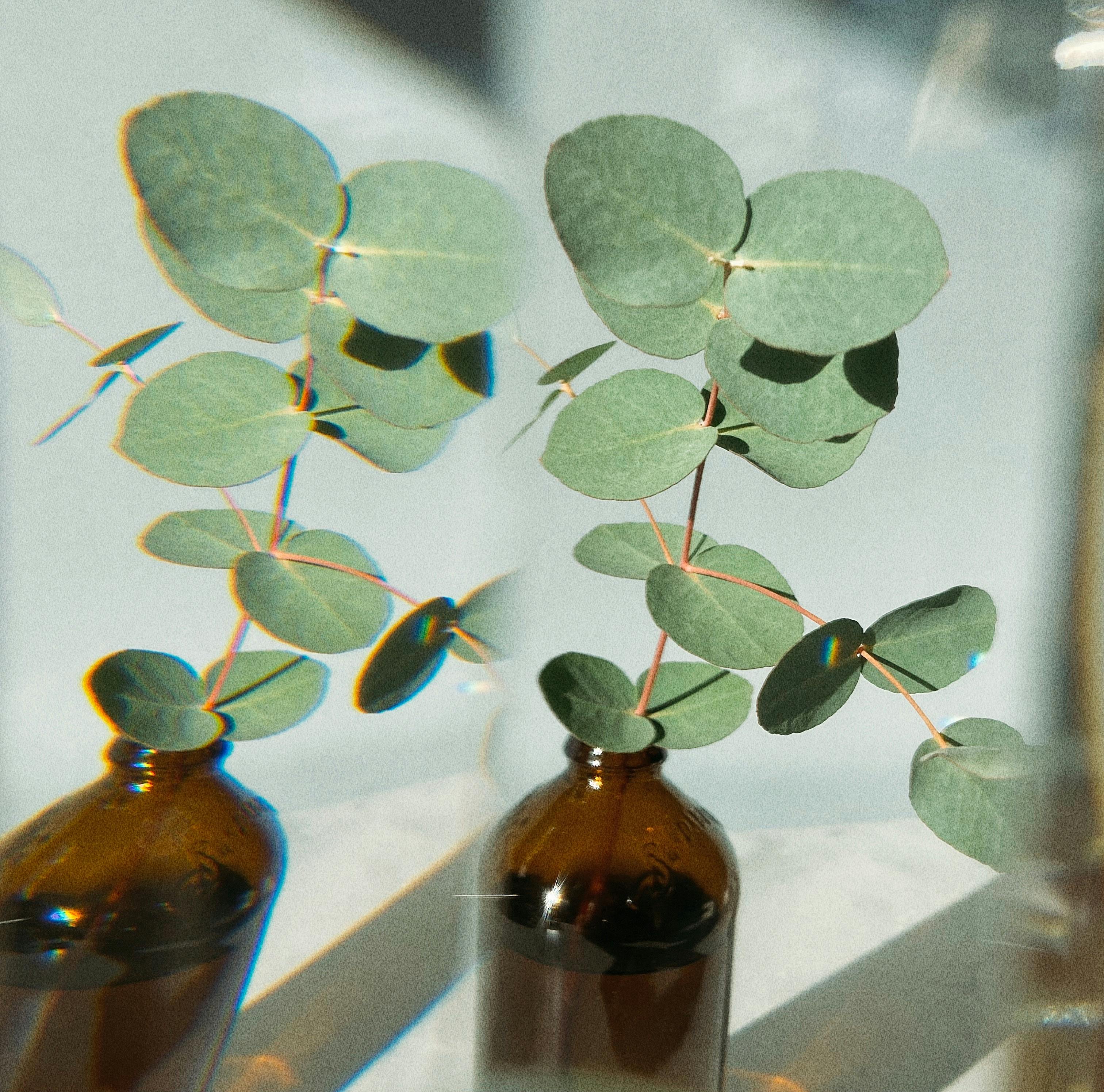 Close-up shot of eucalyptus branches in brown bottles with artistic blur and soft lighting.