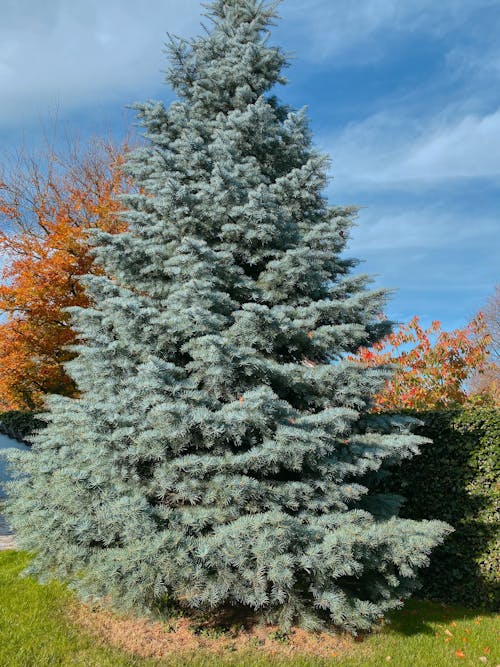 シーズン, 屋外, 常緑樹の無料の写真素材
